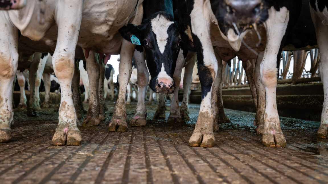 A black-and-white cow looks toward the camera among other cows in a barn.