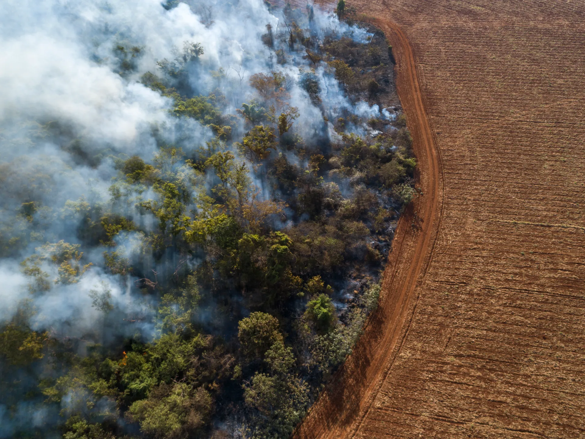 ‘Encouraging’: Global rainforest loss slows in 2025 after record year