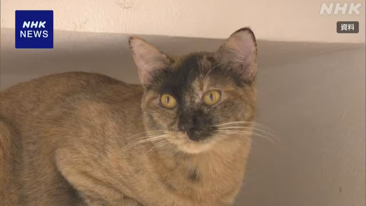 ネコの慢性腎臓病 新たな治療薬の製造販売 国に承認申請