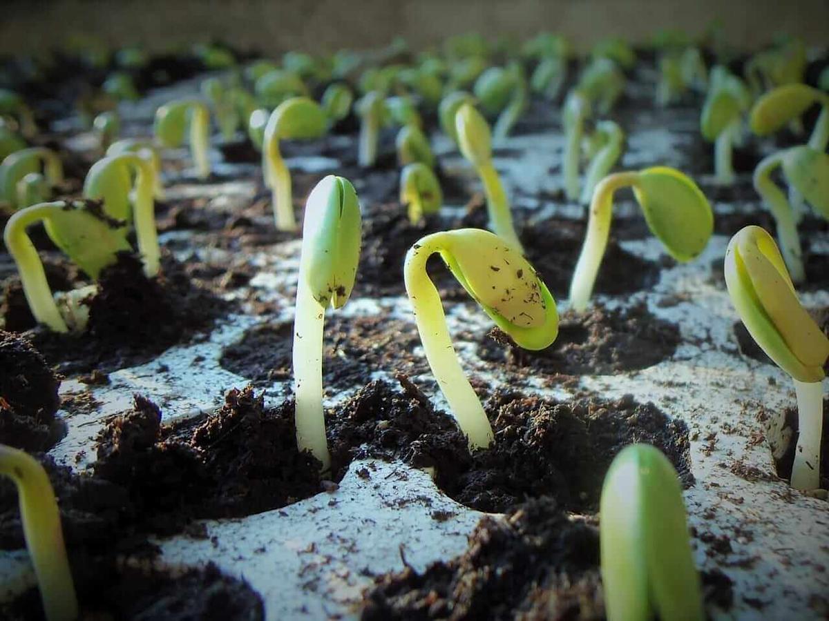 Soybeans Slipping Back to Start Turnaround Tuesday