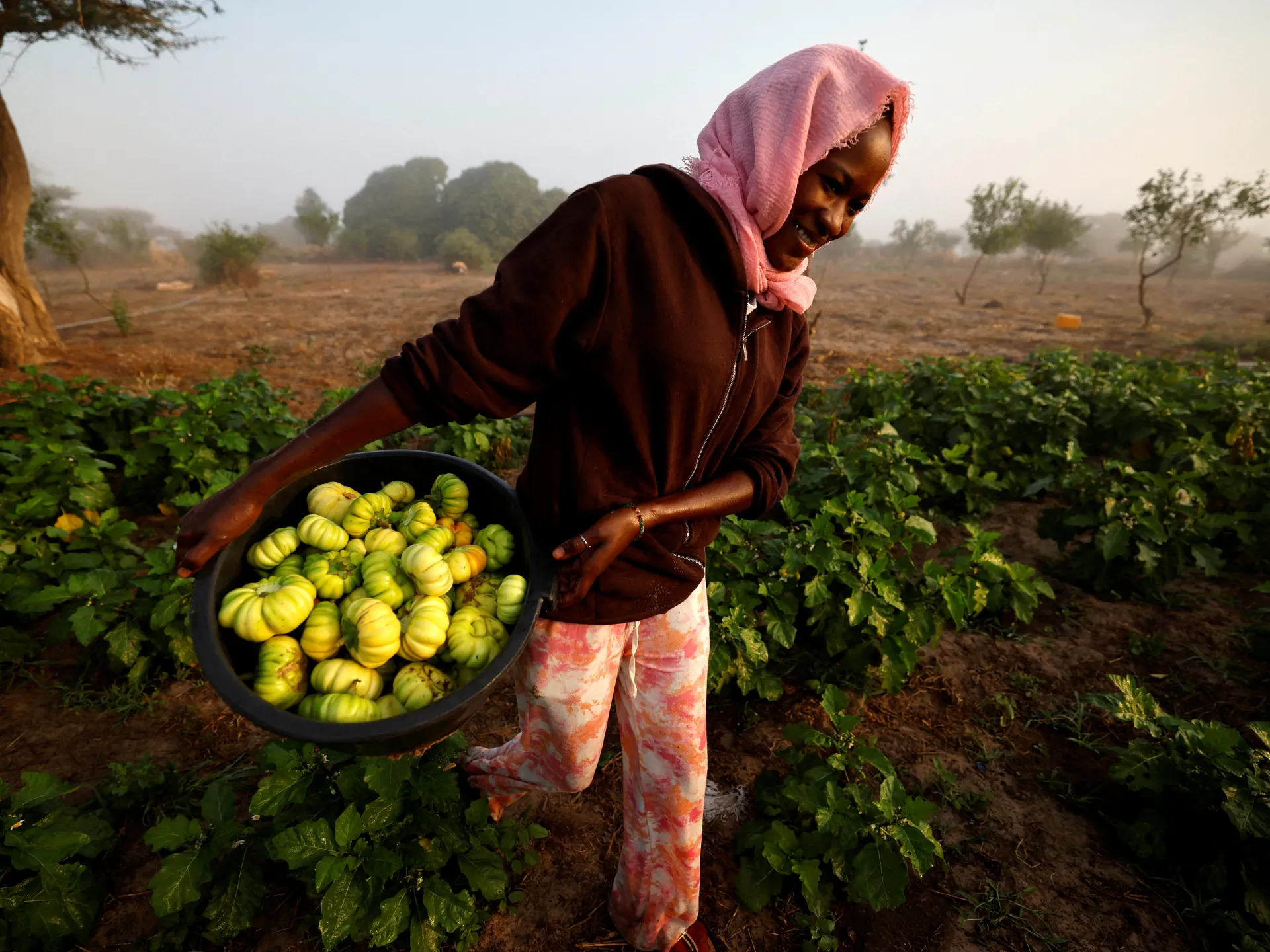 Amid the fertiliser crisis, Africa has a chemical-free option: Agroecology