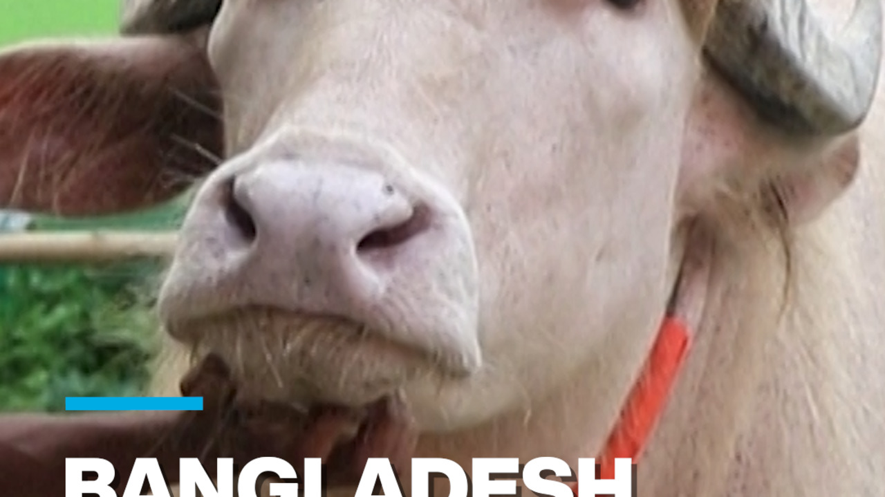 Bangladesh: "Donald Trump" albino buffalo becomes social media star