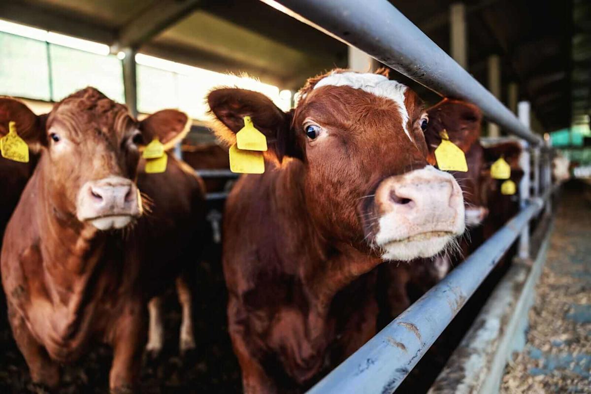 Bulls Are Losing Their Grip as Cattle Collapses. What to Watch.