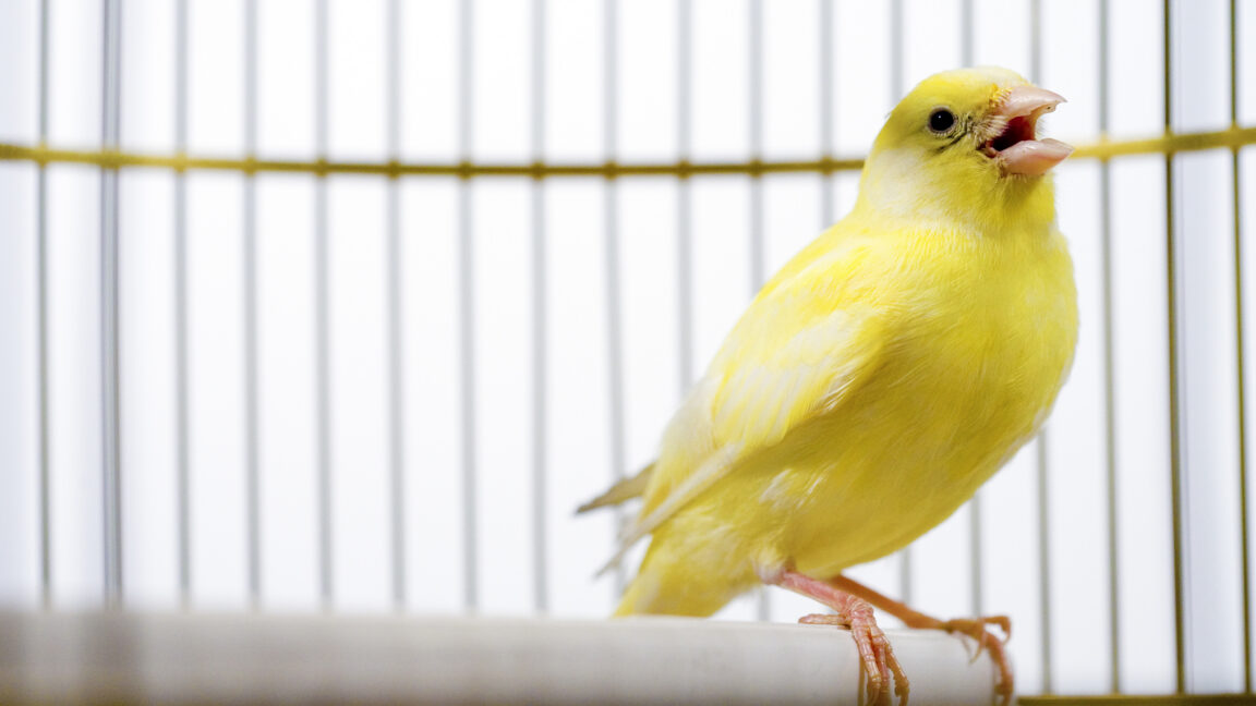 Canadian election databases use "canary traps"—and they work