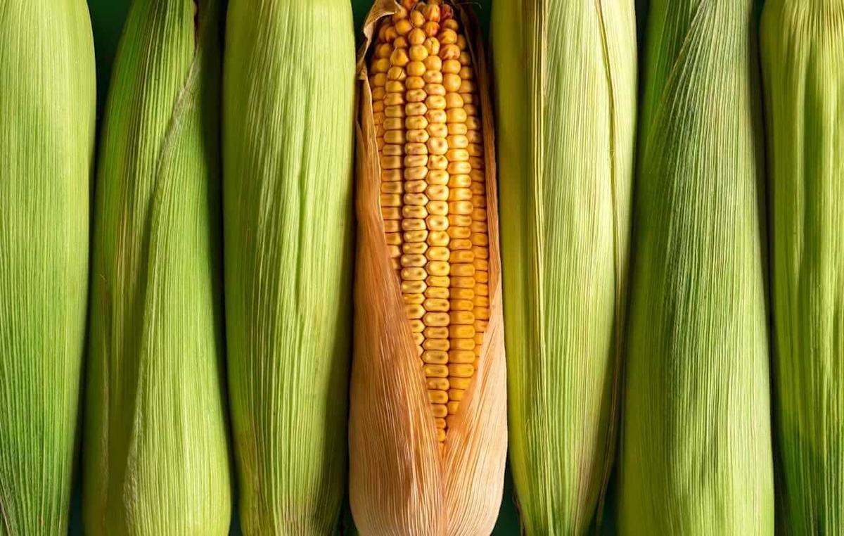 Corn Bulls Bounce Back into Friday’s Close