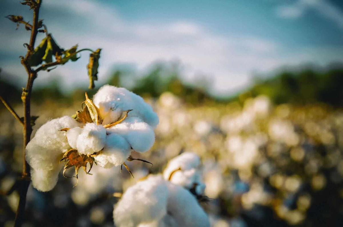 Cotton Closes Mixed on Friday