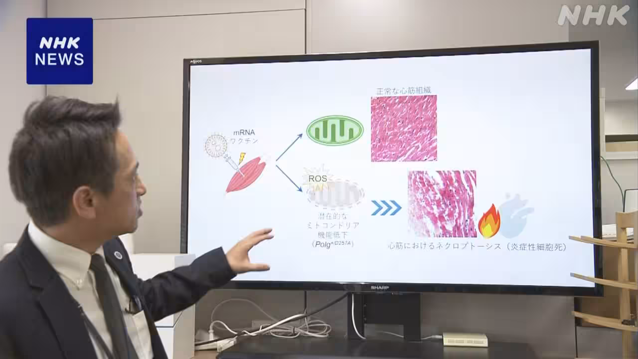 新型コロナワクチン副反応の心筋炎 マウス実験で再現 筑波大