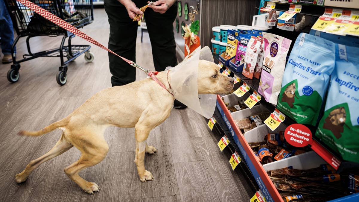 Major pet supplies store franchisee files Chapter 11 bankruptcy