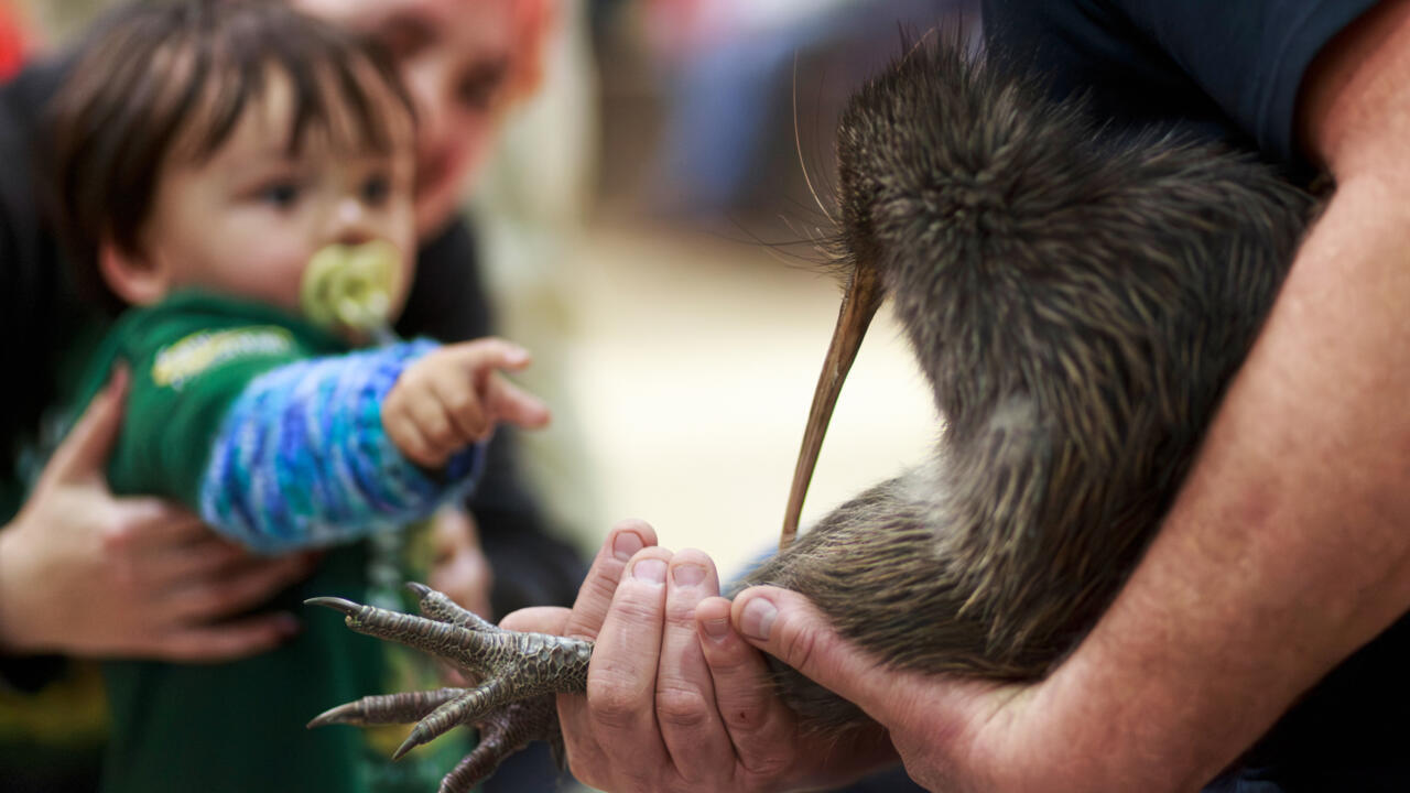New Zealand's kiwi bird returns to Wellington hills after a century-long absence