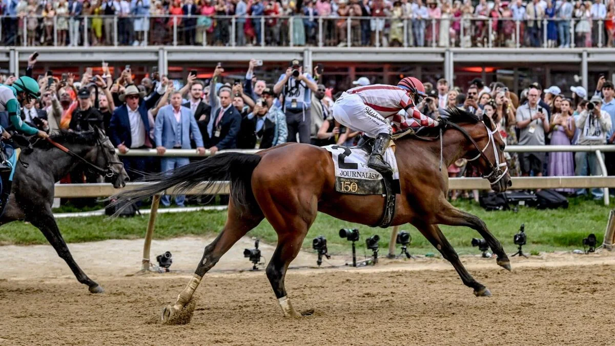 Ocelli profile: 2026 Preakness Stakes odds, post position, history and more to know