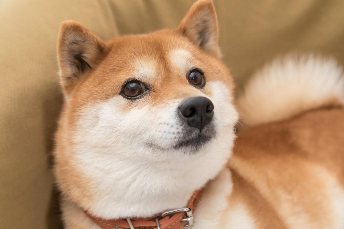 Should You Buy Shiba Inu Before the Next Crypto Bull Run?