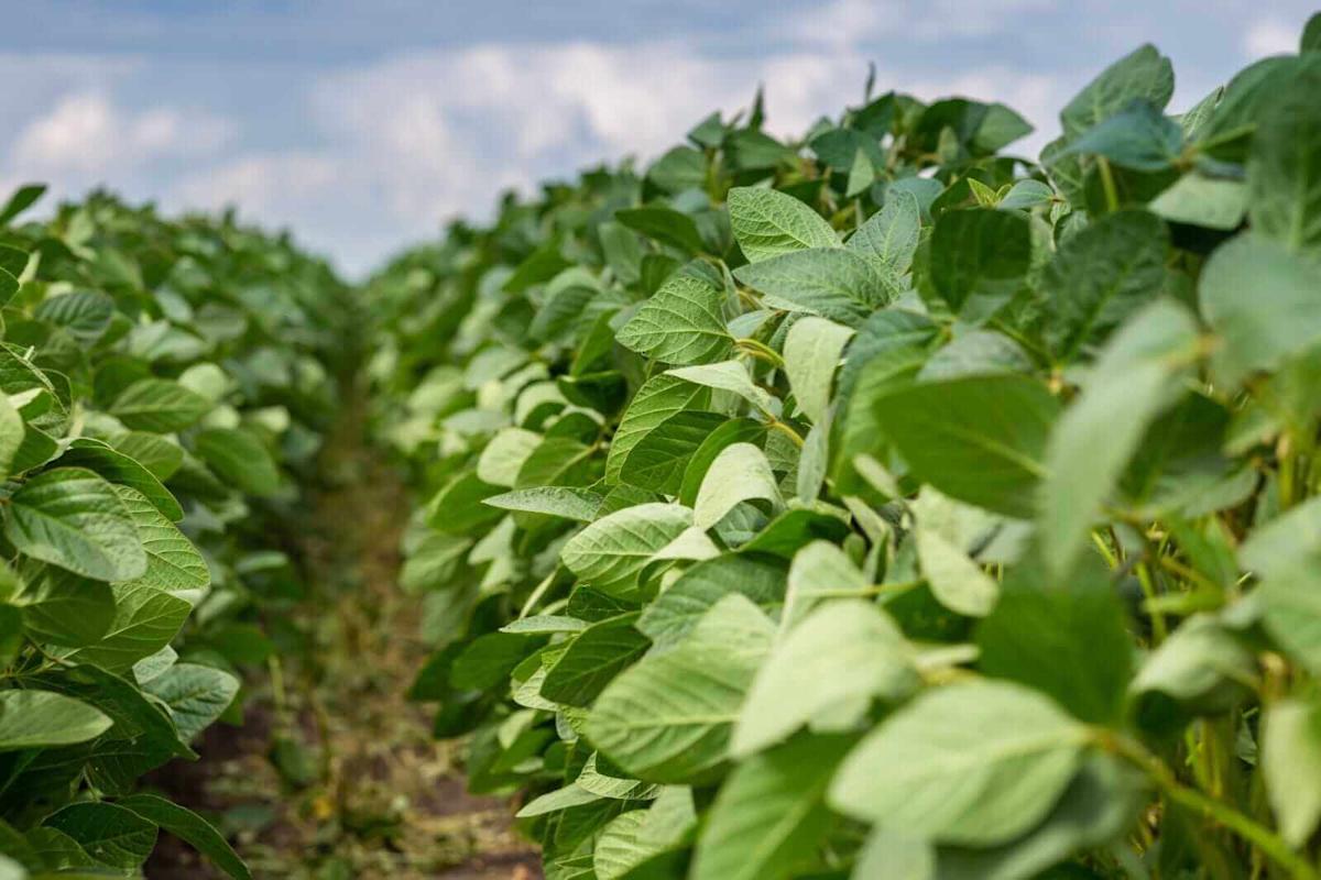 Soybeans Slip Lower into Month End