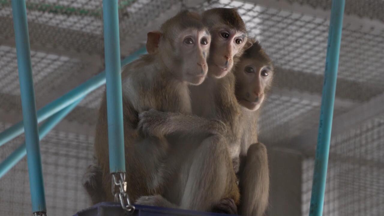 Thailand's monkey business: Pharmaceutical labs rely on primate testing