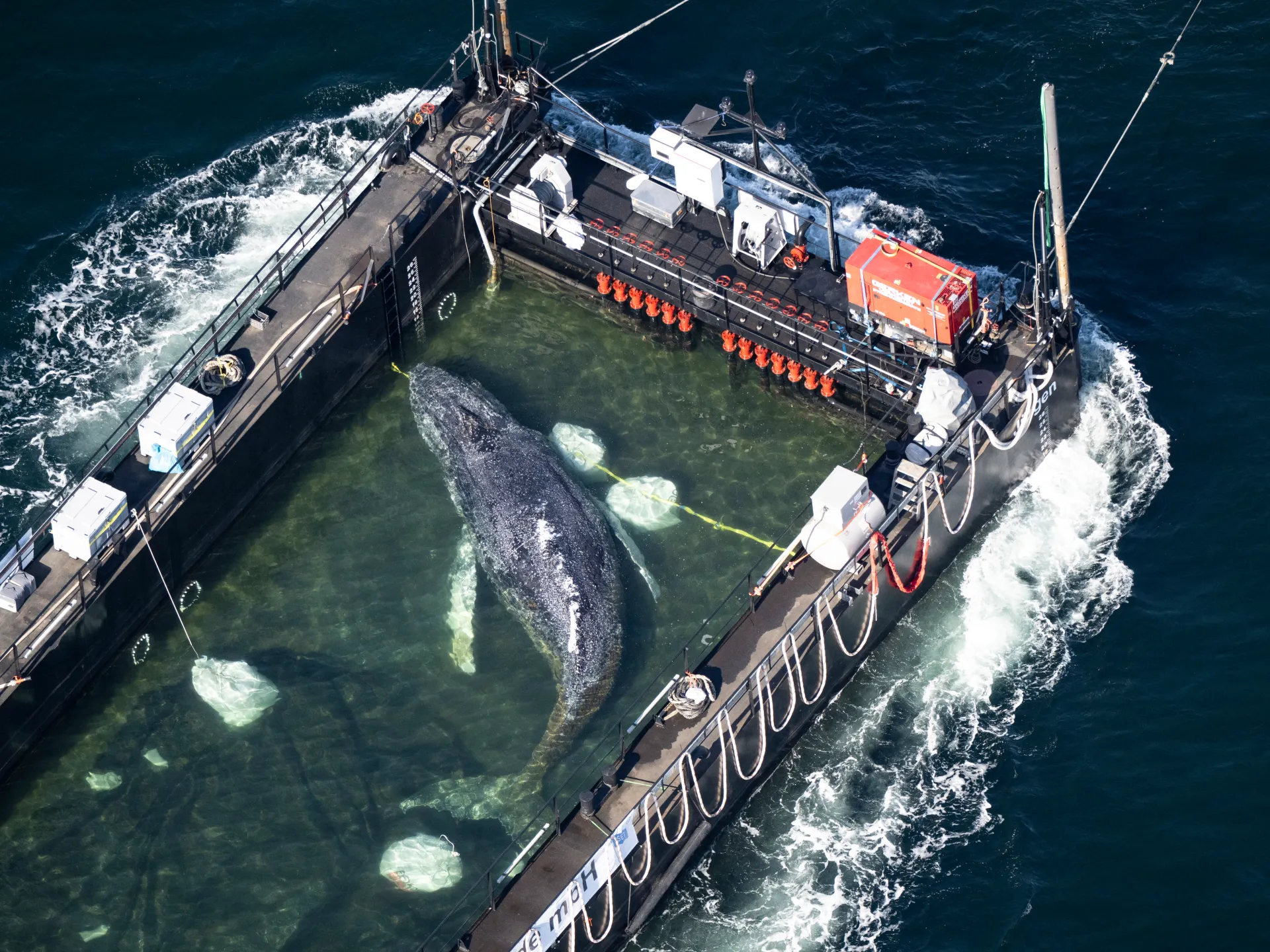 Timmy the humpback whale escapes to the North Sea