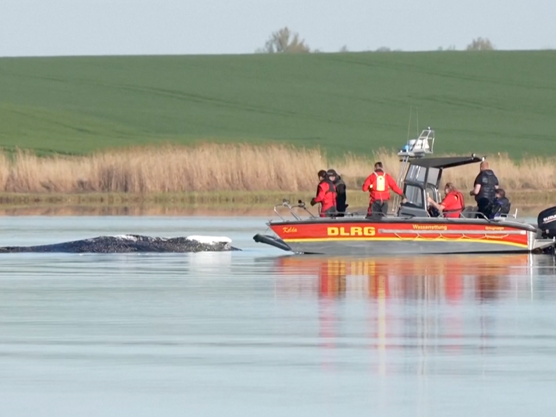 ‘Timmy’ the rescued humpback whale confirmed dead