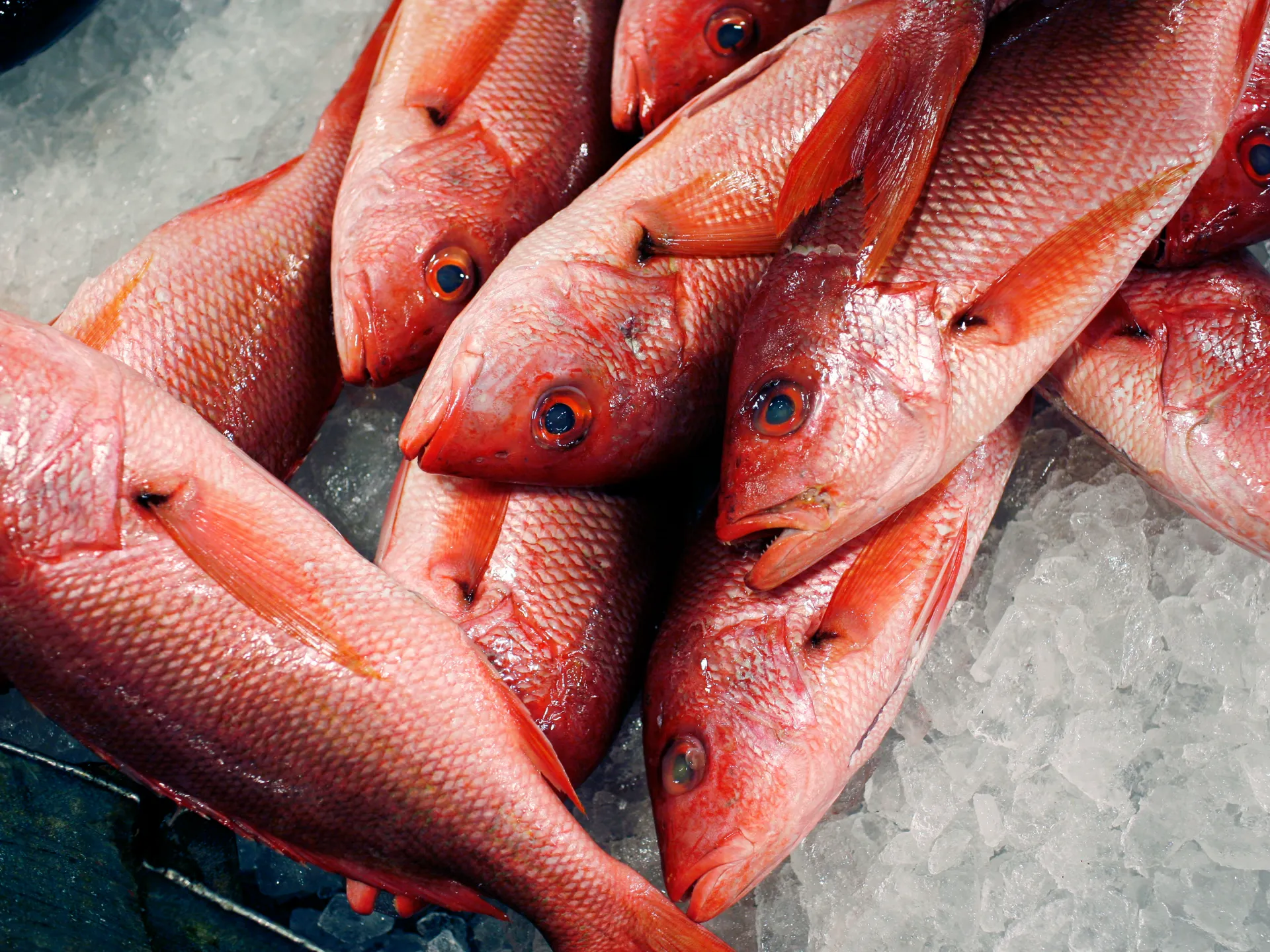 Trump expands red snapper fishing as critics warn of overfishing