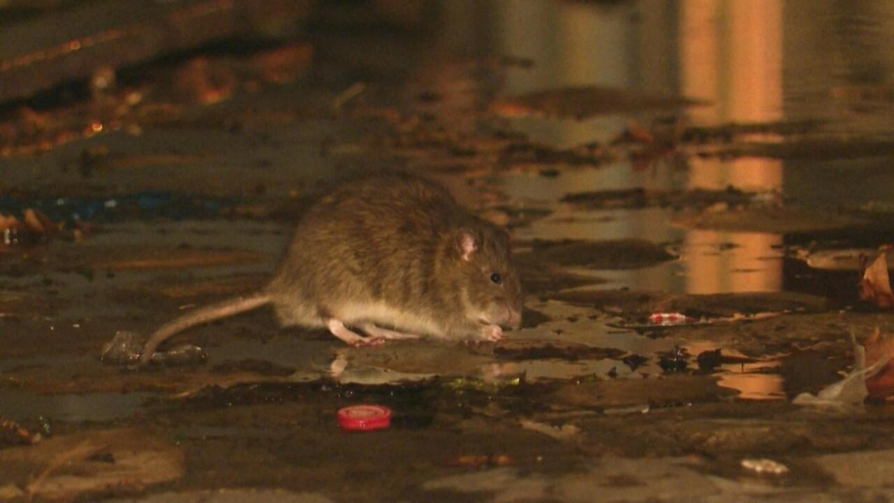 What is hantavirus and how does it spread?
