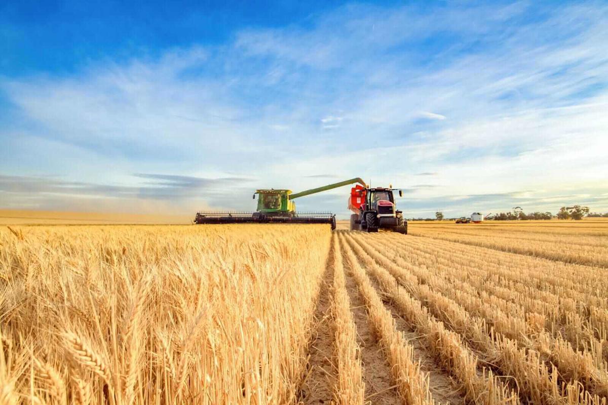 Wheat Falls into the End of the Month