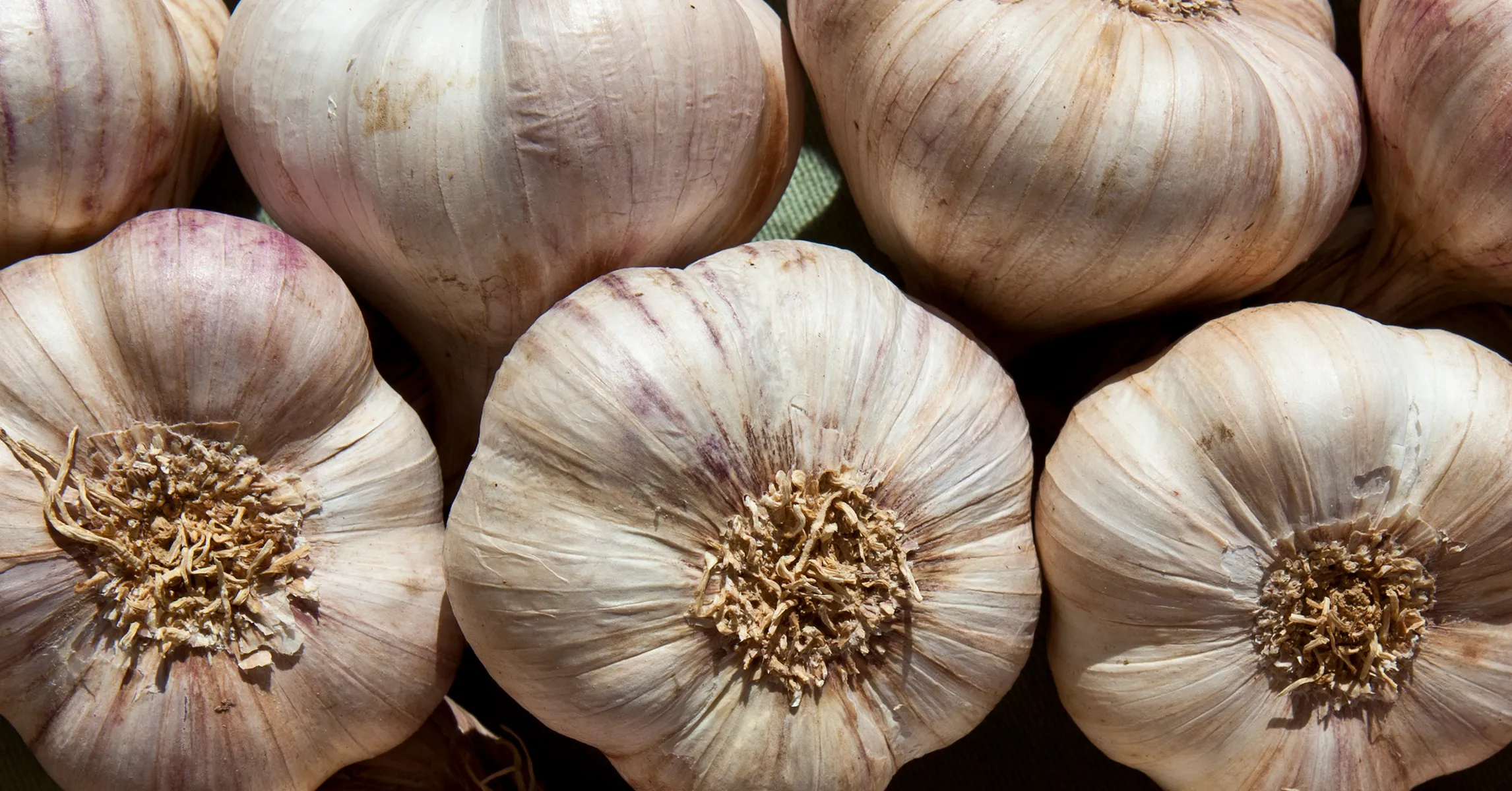 Why Garlic Repels Mosquitoes and Keeps Them From Breeding