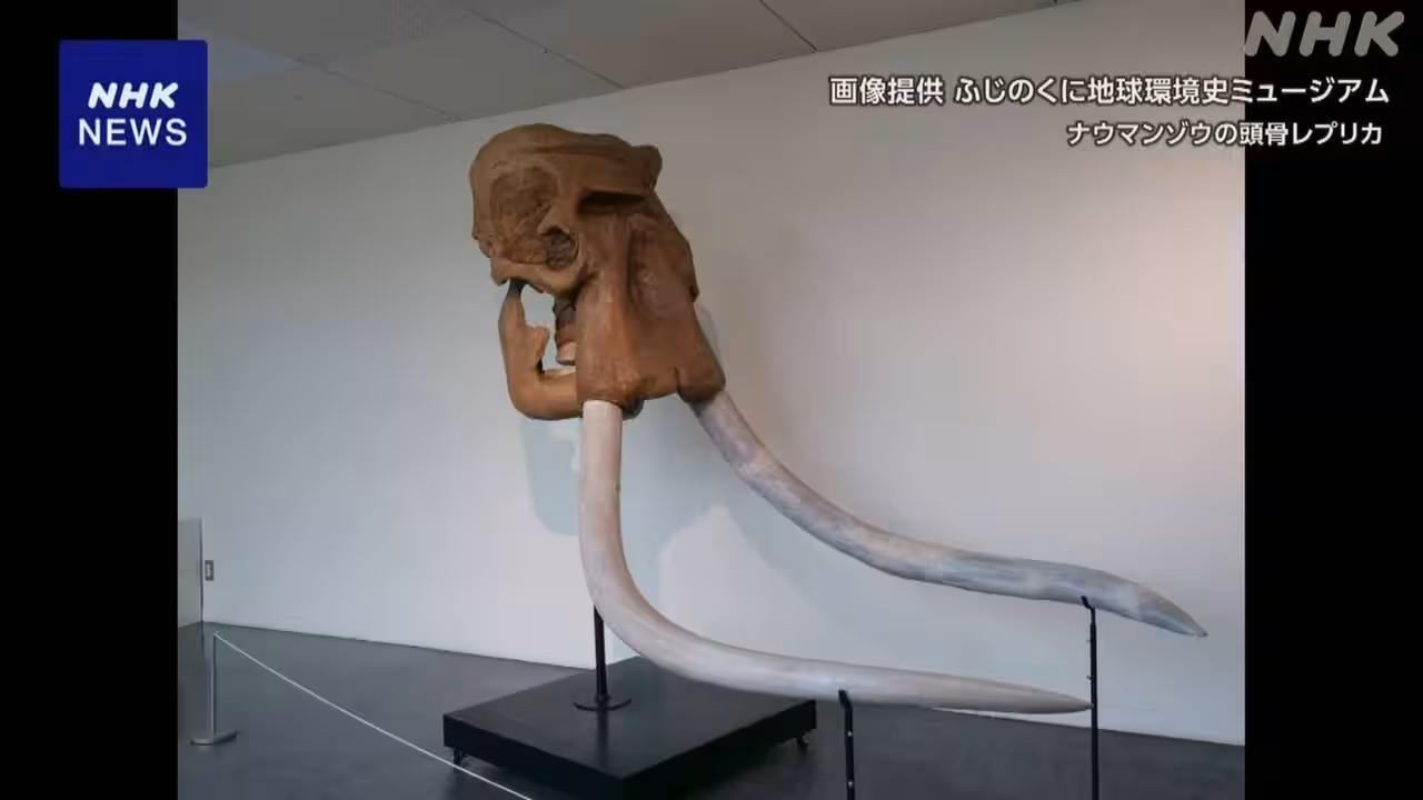 日本列島のナウマンゾウ これまでの推定より1万年早く絶滅か