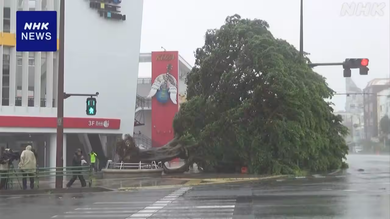 【台風6号】沖縄 観光客に親しまれた約10ｍのガジュマル倒れる