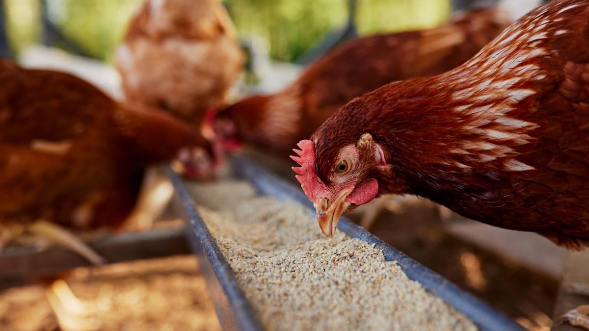 Australia’s TasFoods acquired from administration