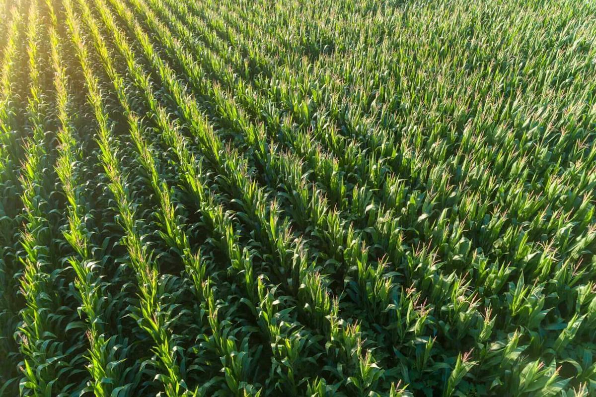 Corn Reverting from Early Gains to Midday Losses