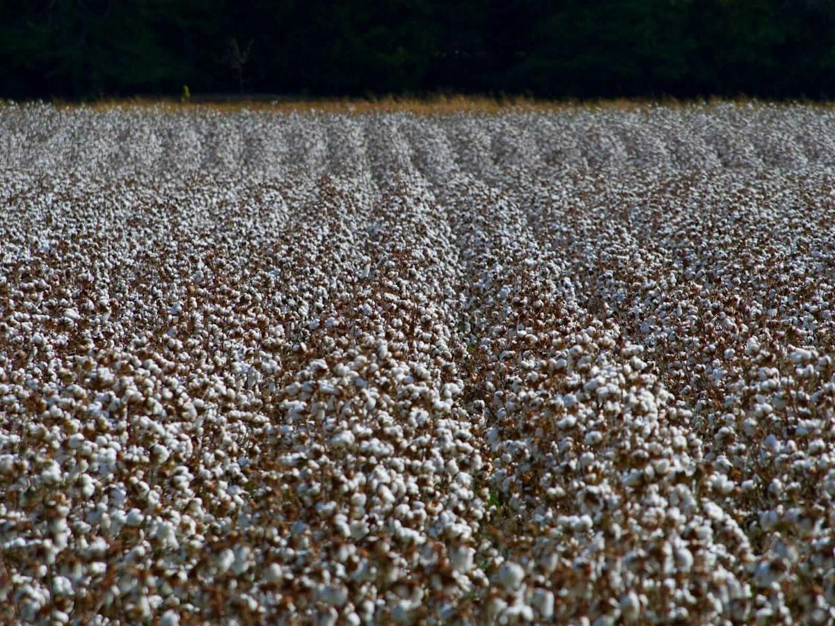 Cotton Slides Lower on Friday
