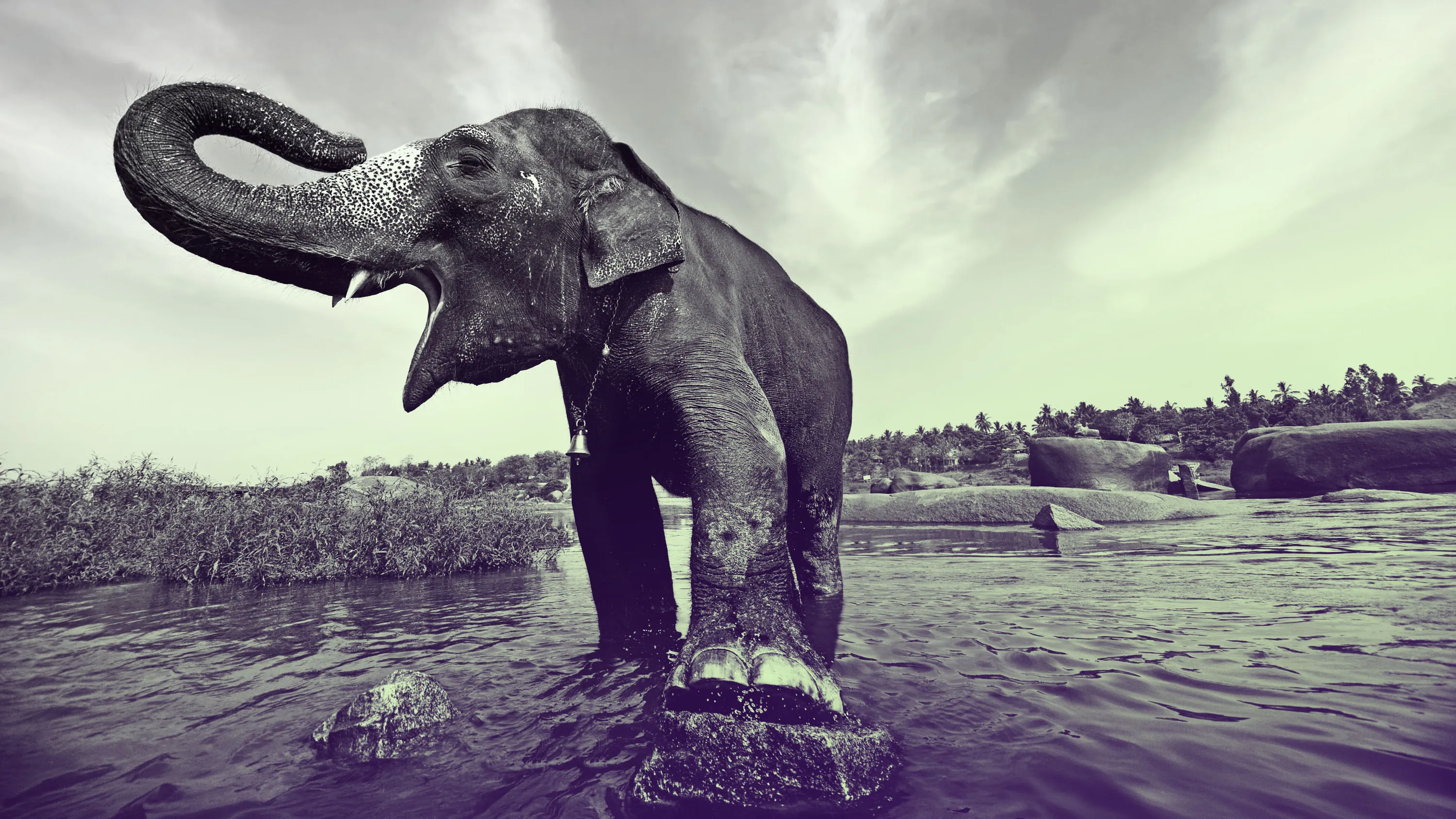 Elephant alert! AI warning systems aim to avoid deadly clashes
