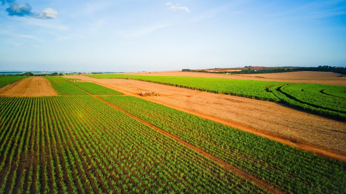 Everyone pays the price as patent holders on seeds stifle innovation