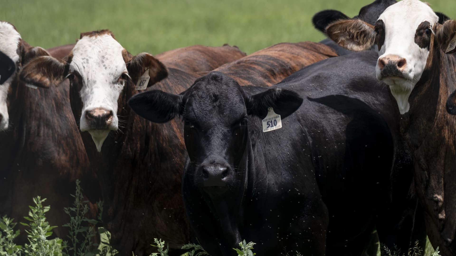 Food supply 'not at risk' after new Texas screwworm cases, USDA secretary says