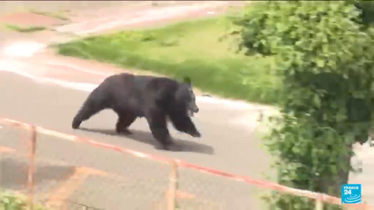 Japan city relieved as bear caught after roaming streets for days