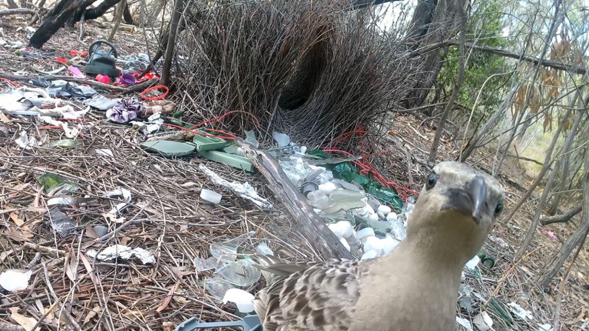 Male bowerbirds hope to dazzle females with bright human-made items