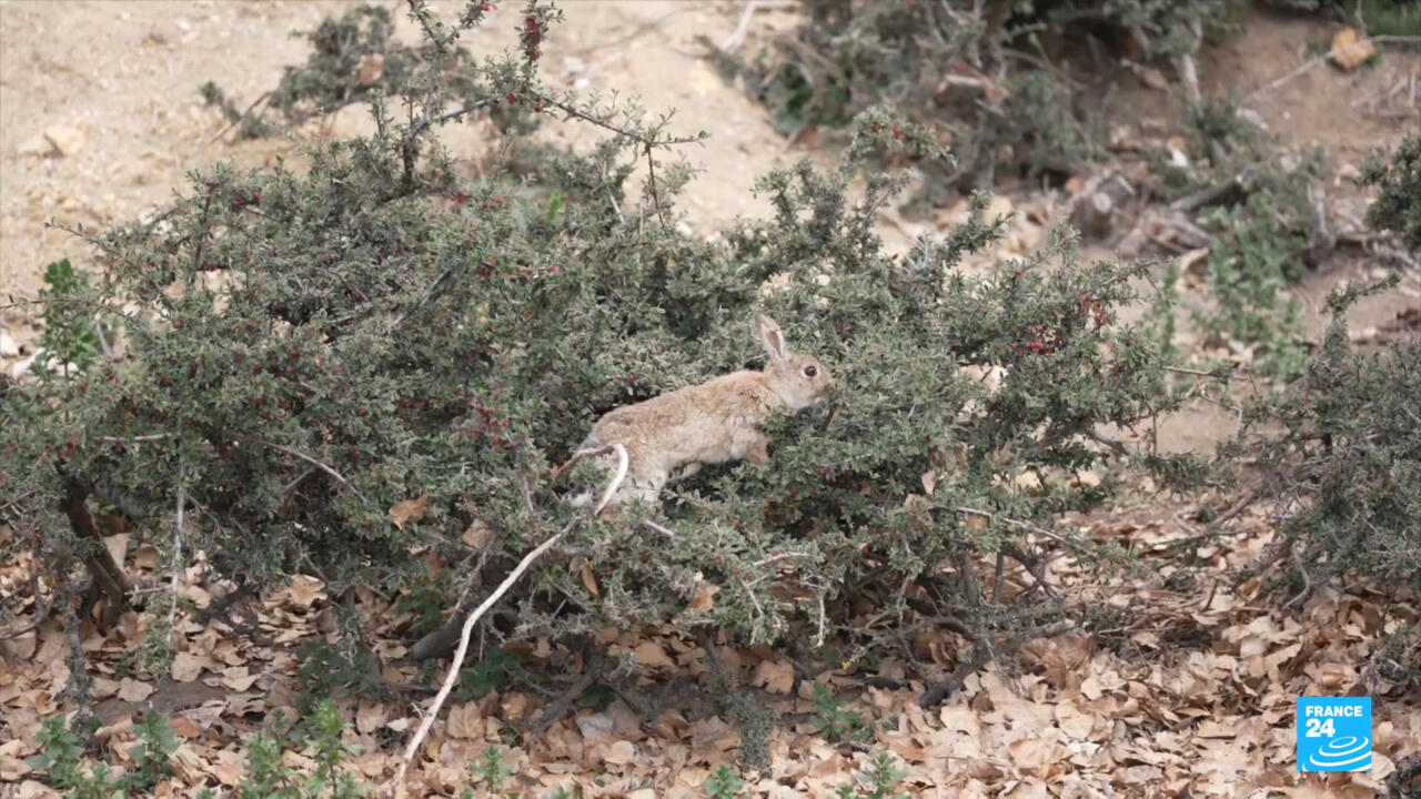 Rabbits running rampant: Australia overrun by invasive species