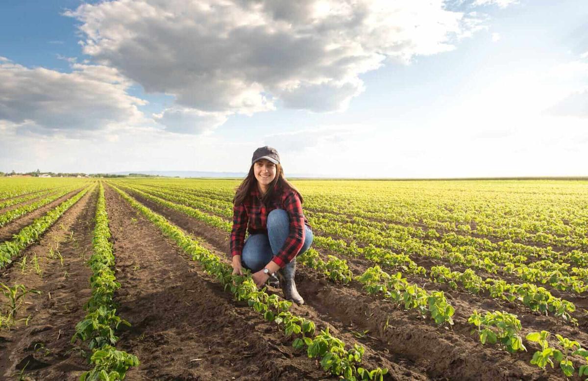 Soybeans Falls Lower on Friday, Amid Product Pressure