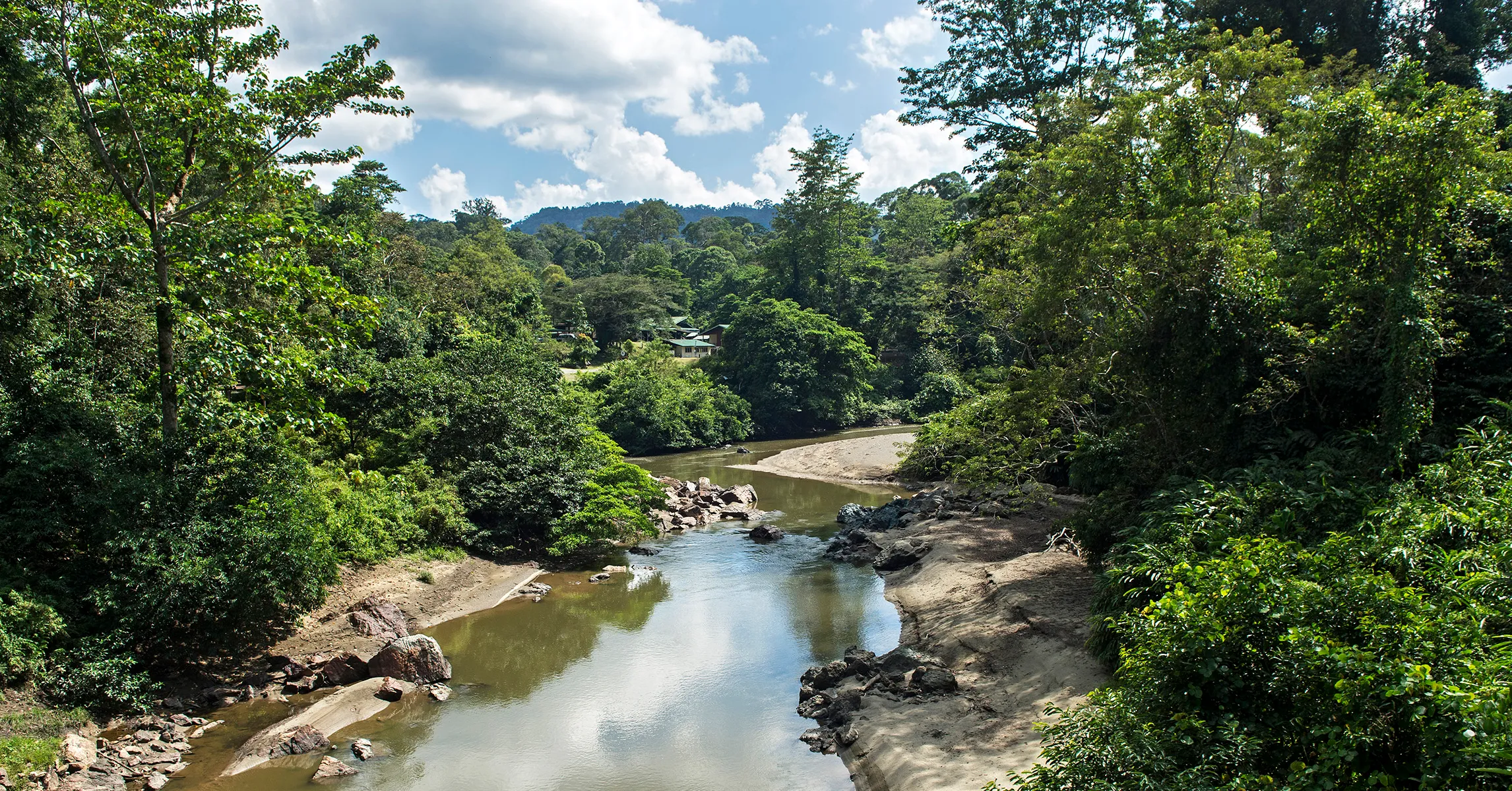 The ‘Parasite of Parasites’ Has Been Discovered in the Tropical Forests of Borneo