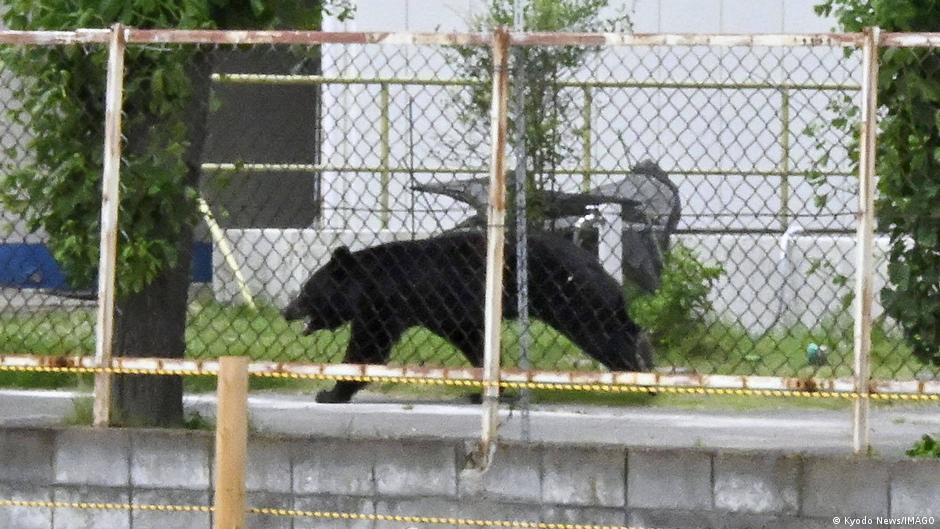 Why bear attacks are rising fast in Japan