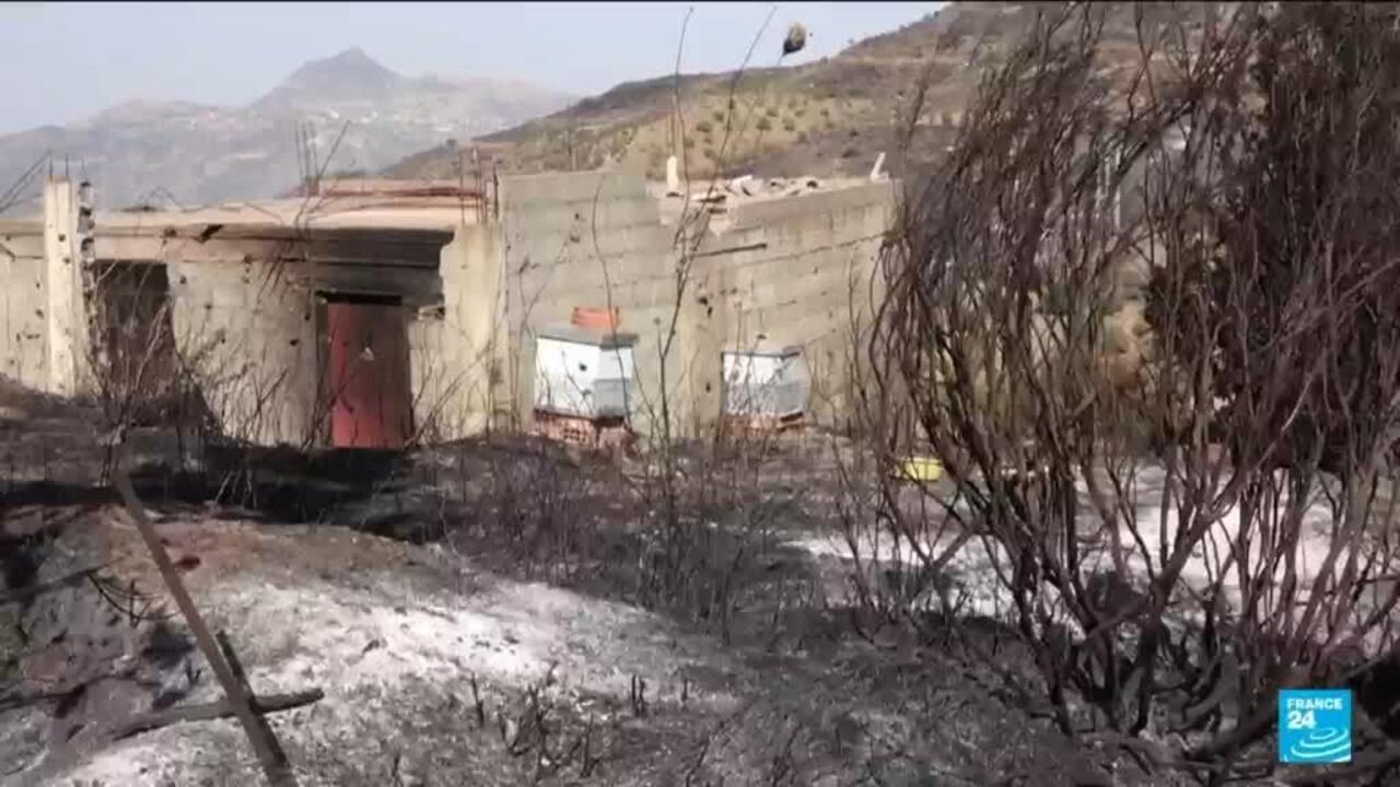 Algerian farmers on the frontline of heatwave-driven wildfires