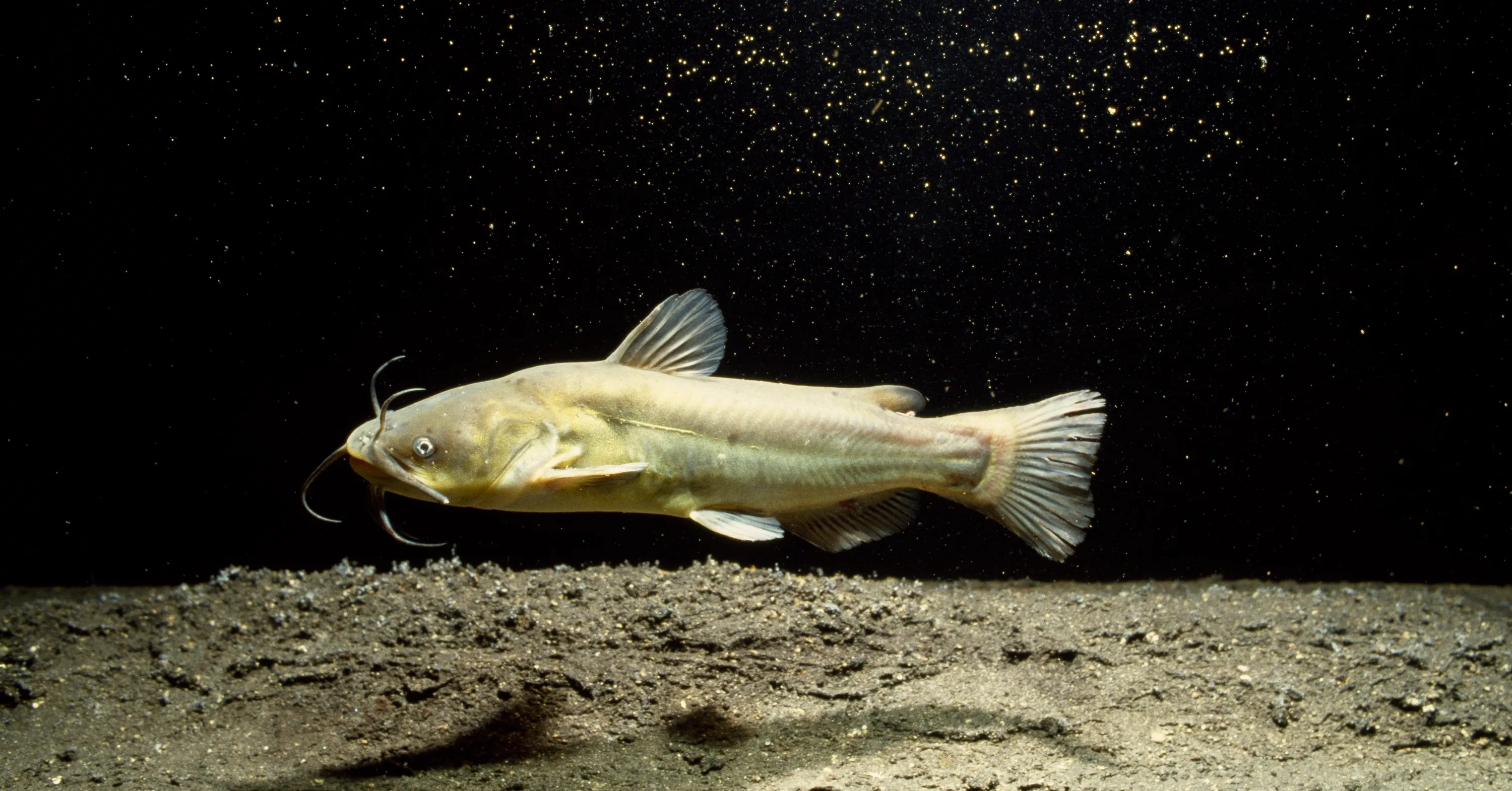 Contagious Cancer Found in North American Catfish