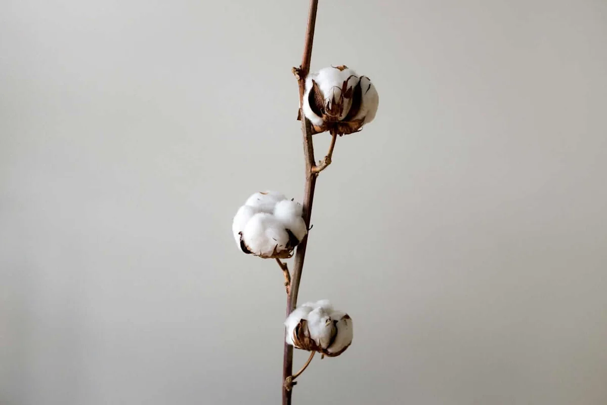 Cotton Trading with Thursday Gains