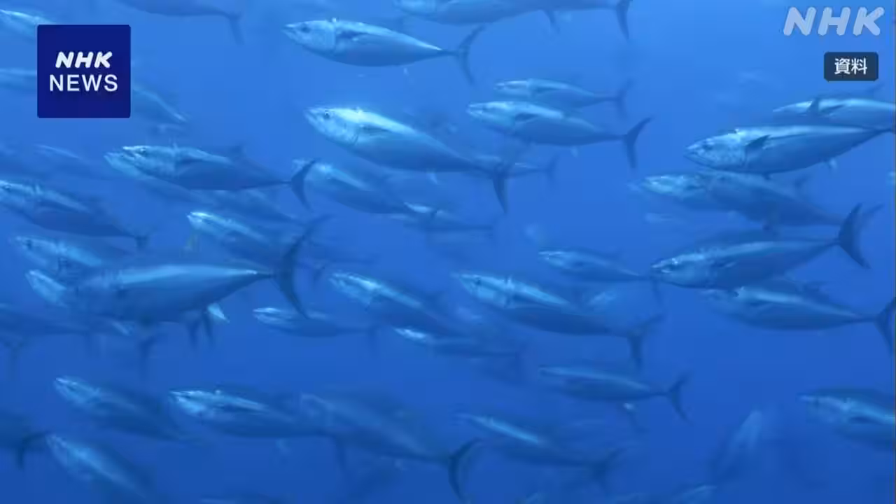クロマグロ国際会議 漁獲枠拡大めぐり合意に至らず