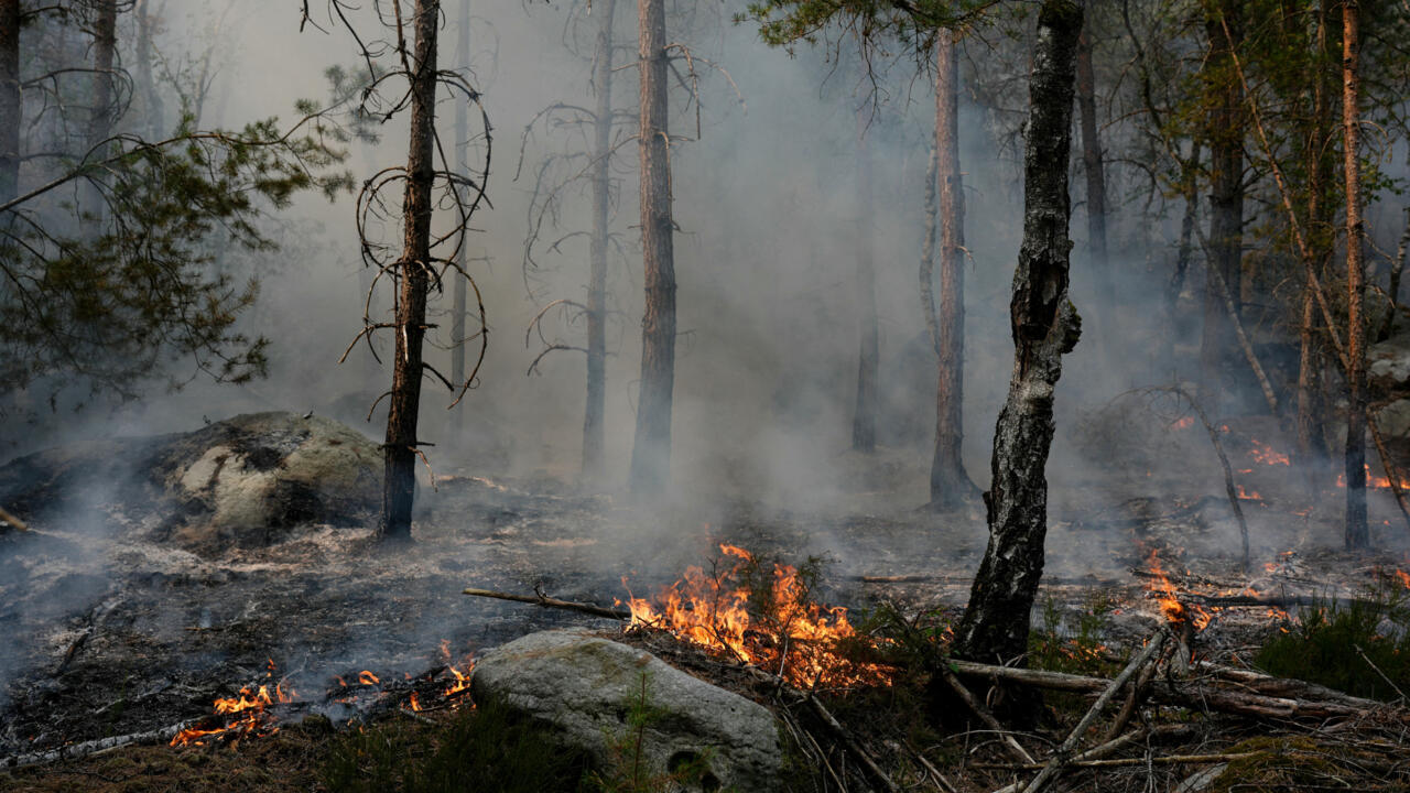 ‘My heart is on fire’: Fontainebleau forest blaze leaves community reeling