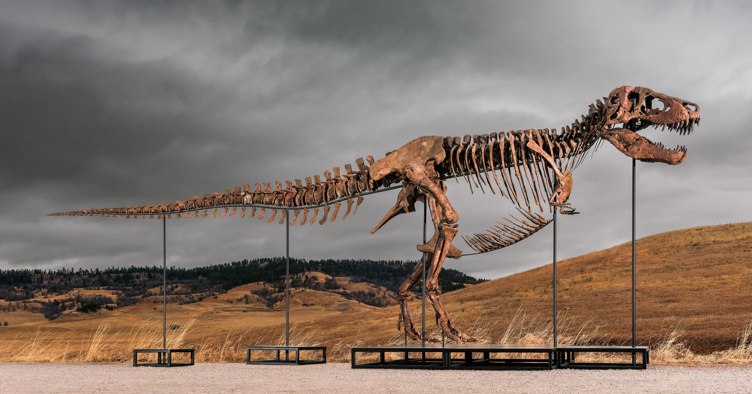 Sotheby’s Big T. Rex Auction Raises Concerns Hype and Wealth Are Upending Science