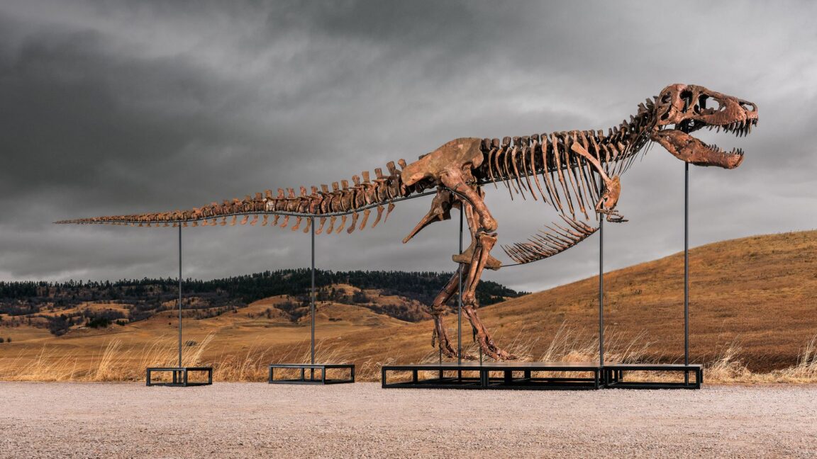 Sotheby's big T. rex auction raises concerns hype and wealth are upending science