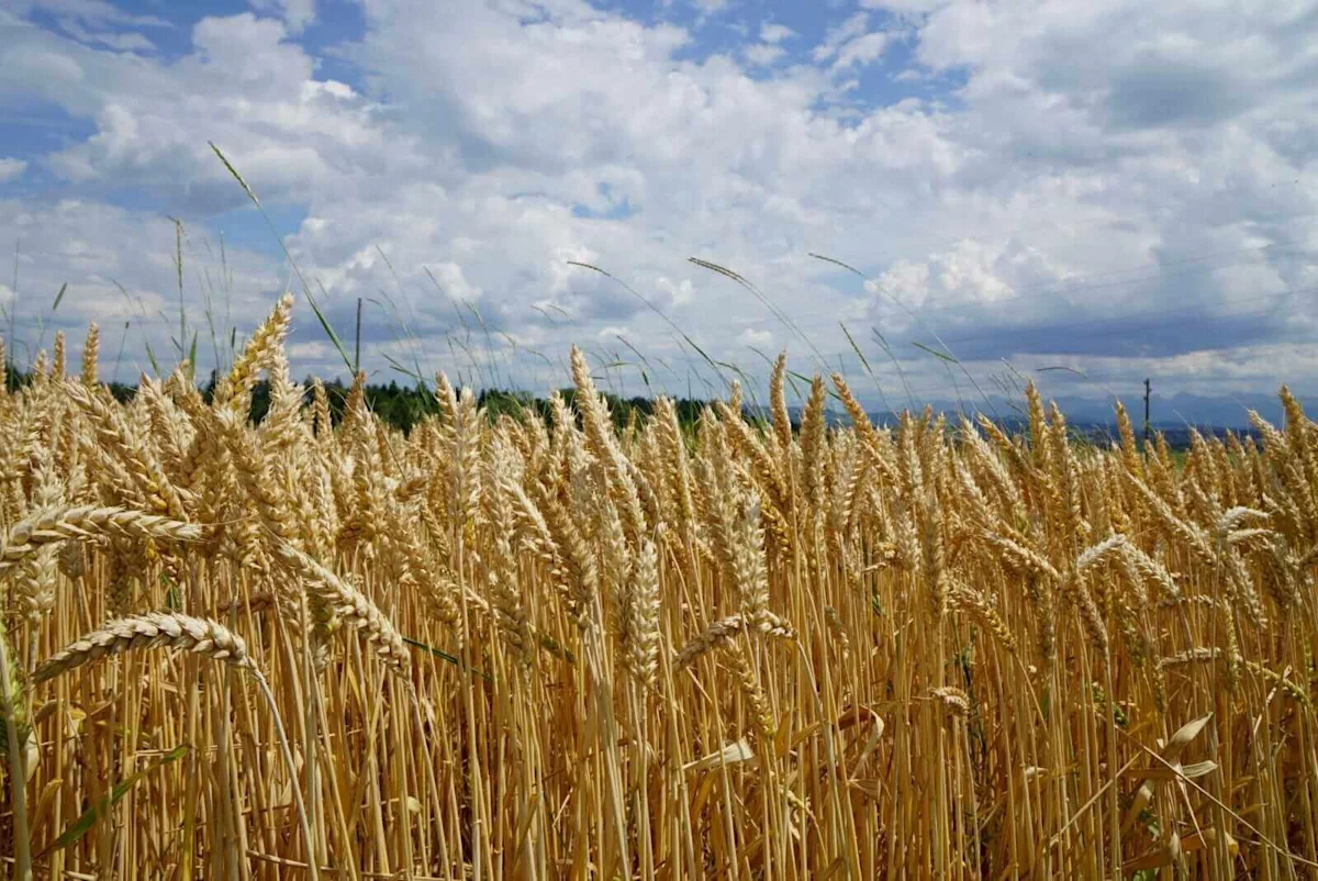 Wheat Starting Monday Mixed