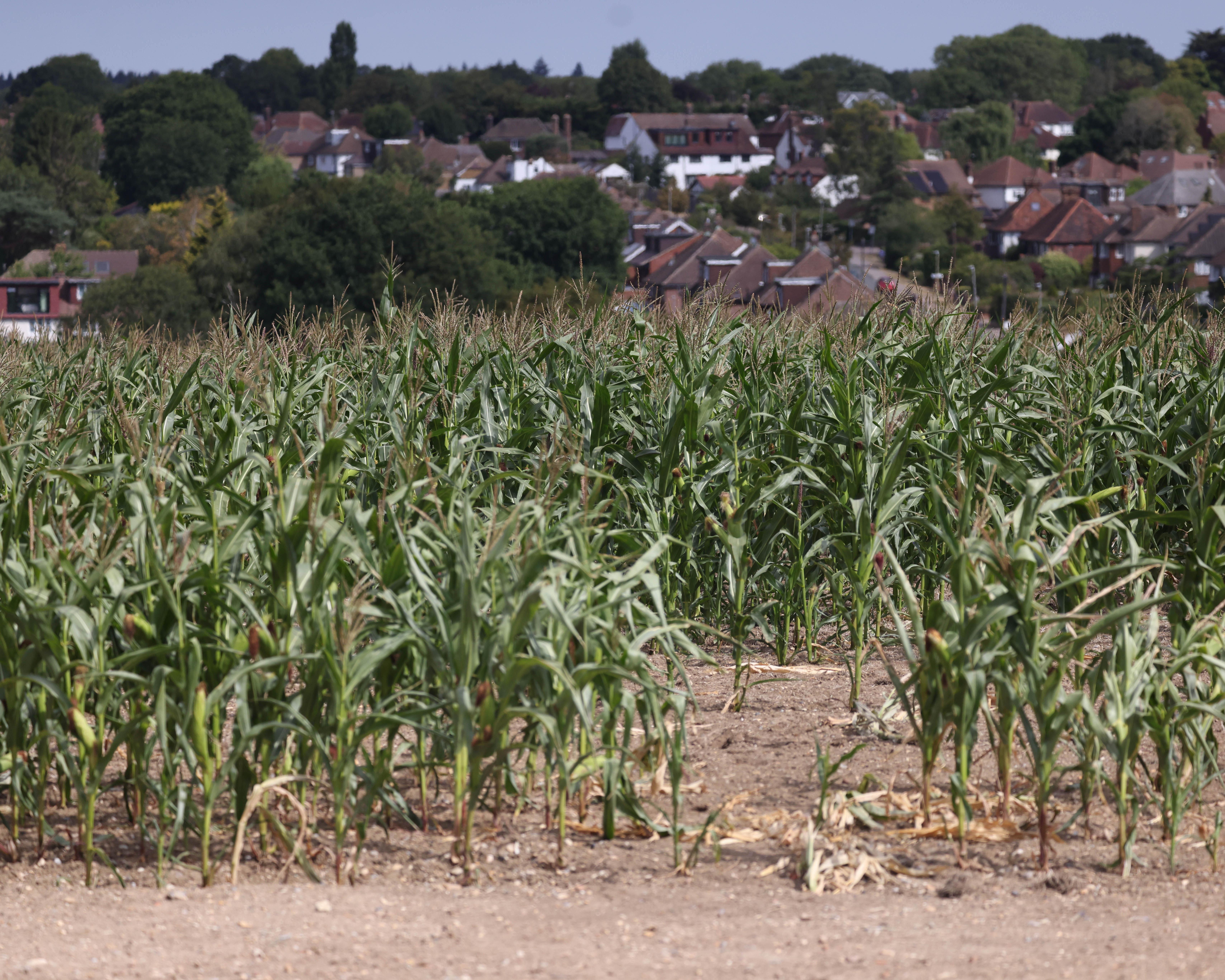 Burnham announces £65m for drought-hit farmers after Labour pressure