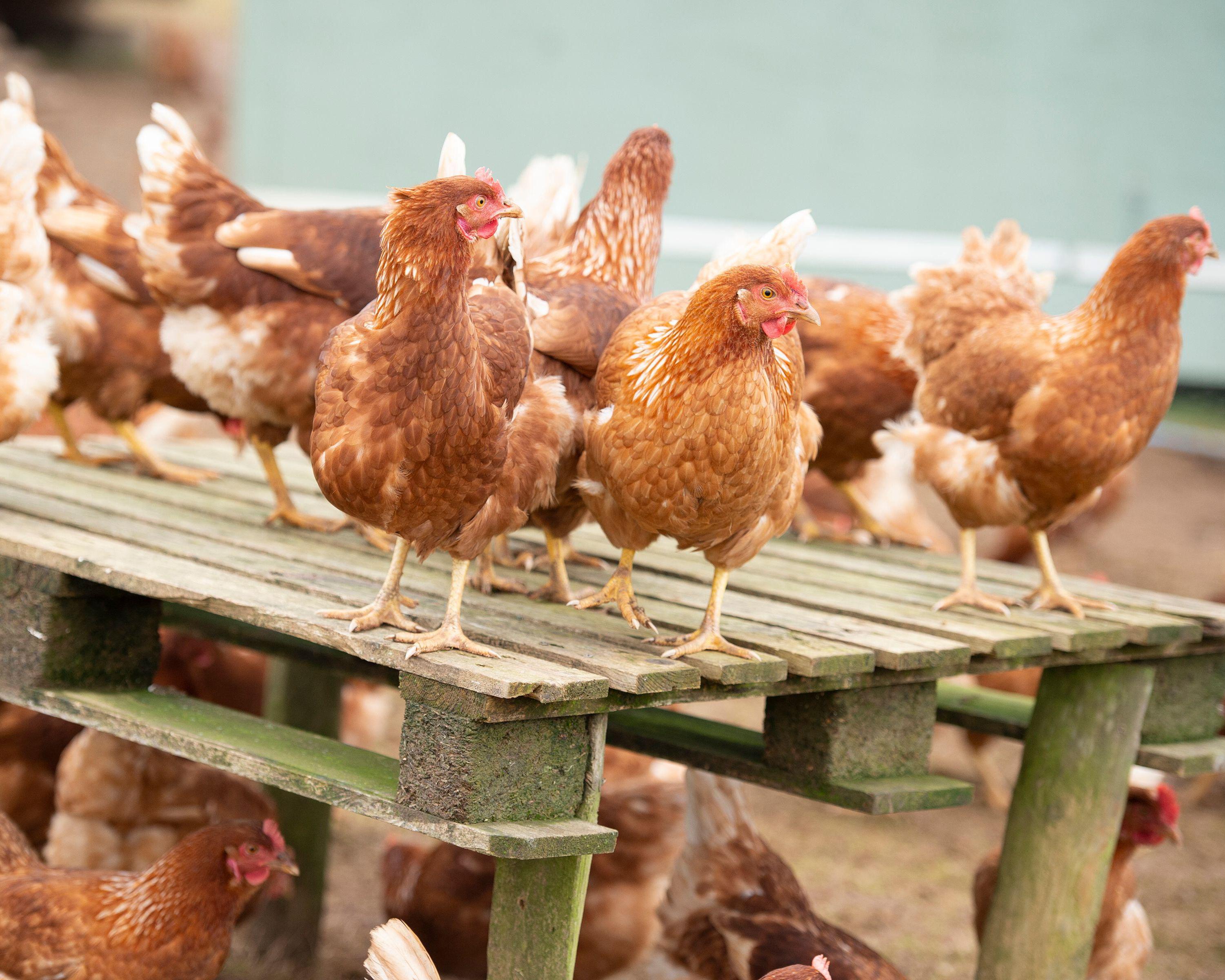 Poultry sector growth plan risks UK national security, campaigners warn