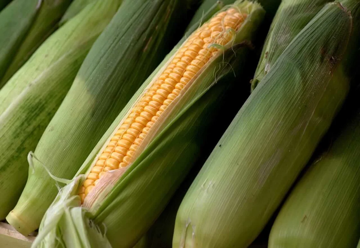 Corn Ticking Higher on Monday Morning