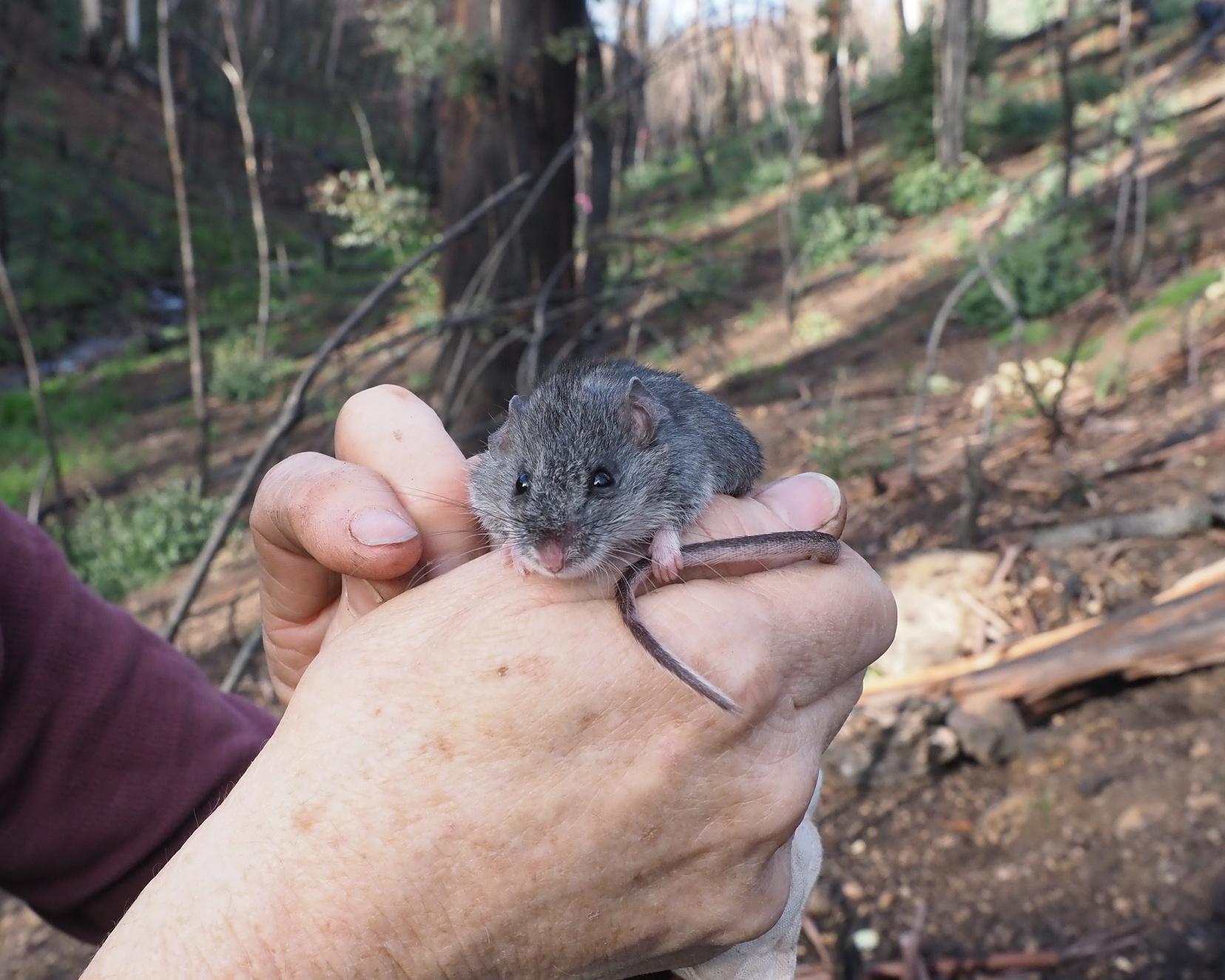 Australia’s ‘green Wall Street’ is failing to launch. Threatened species deserve better than the nature repair market | Euan Ritchie and Yung En Chee