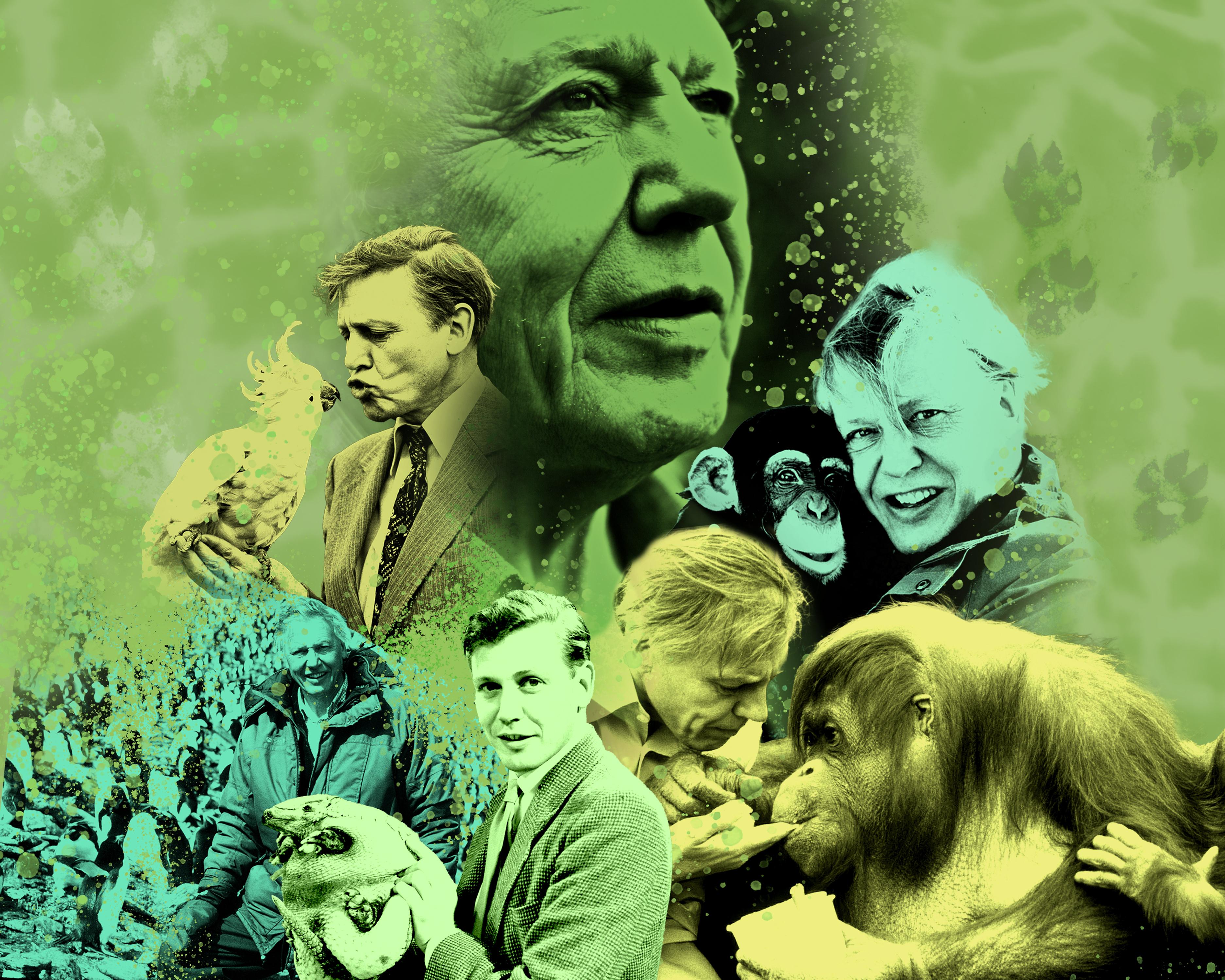 Happy centenary, David! Attenborough’s 100 most spectacular TV moments
